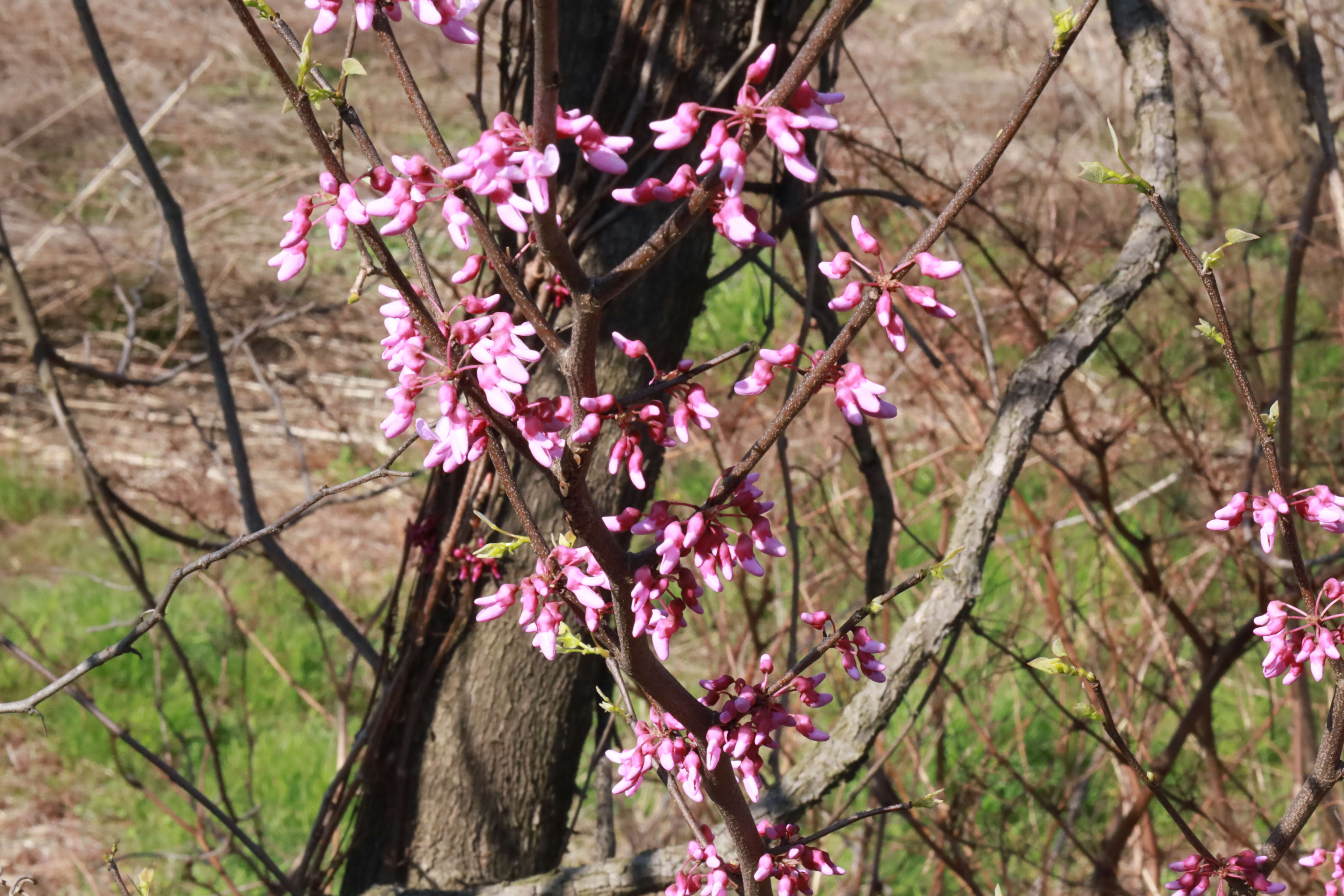 Слика од Cercis canadensis L.