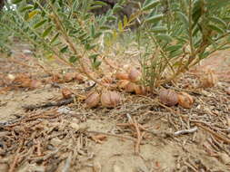 Sivun Astragalus crassicarpus Nutt. kuva