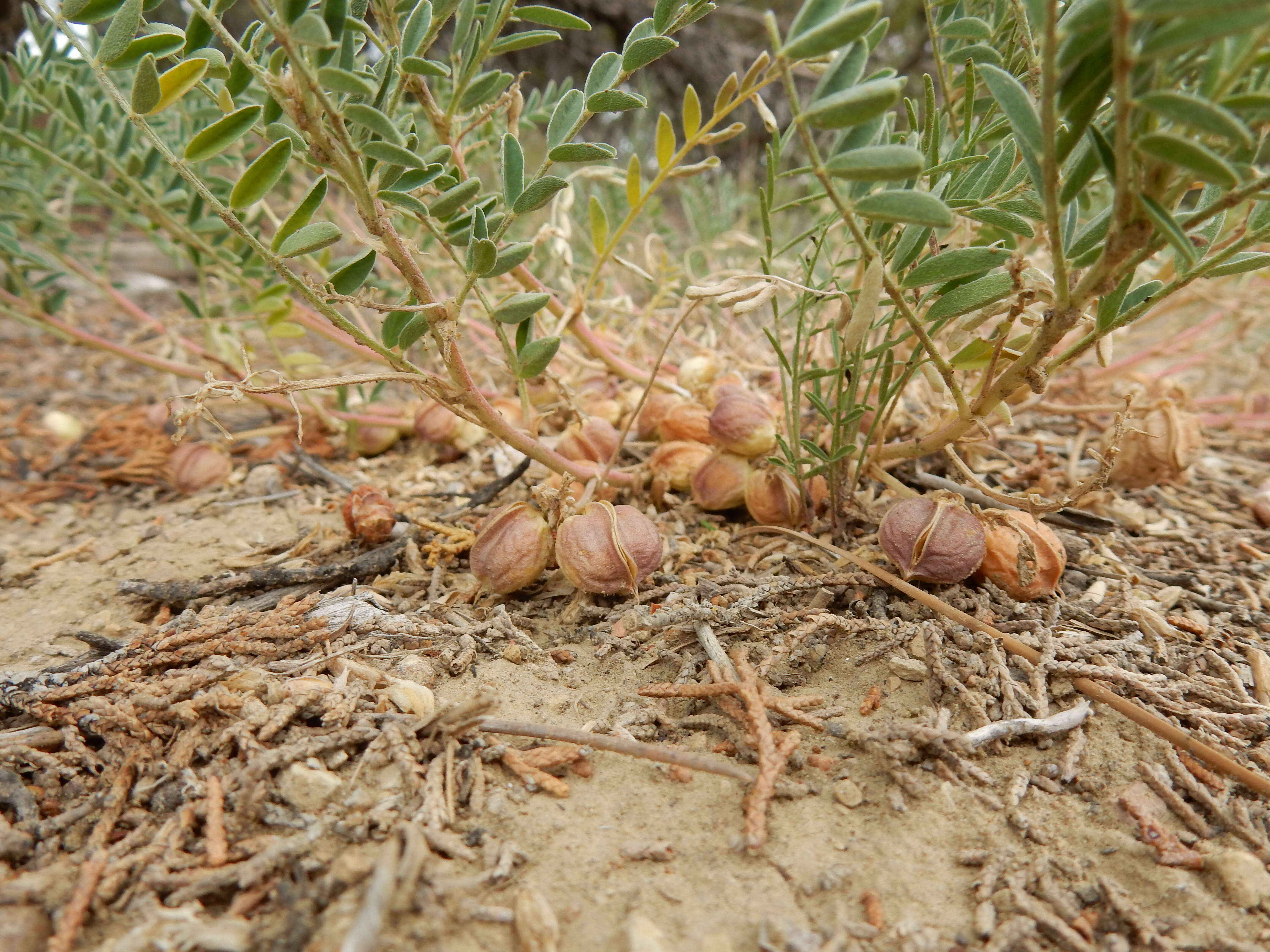 Sivun Astragalus crassicarpus Nutt. kuva