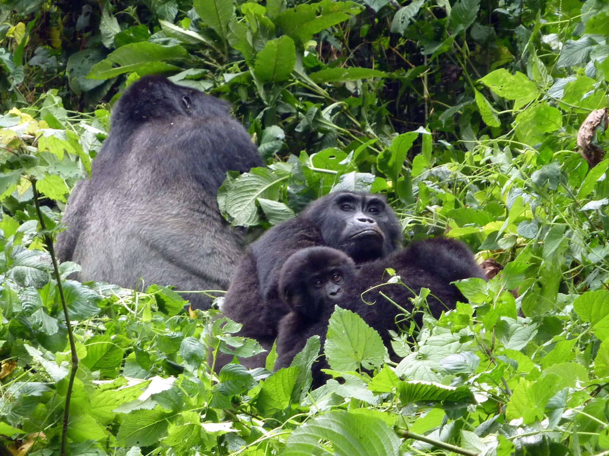 Image of Mountain Gorilla