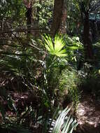 Image of Chinese windmill palm