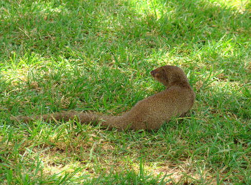 Image of Gold-speckled mongoose