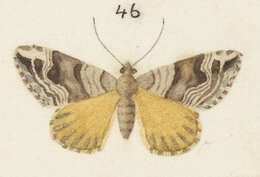 Image of Xanthorhoe lophogramma