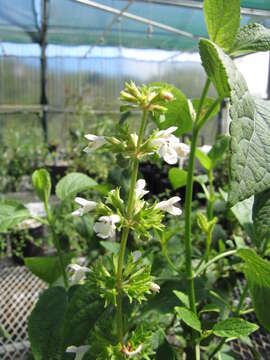 Image of Lanai phyllostegia