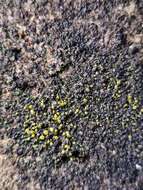 Image of Hidden goldspeck lichen