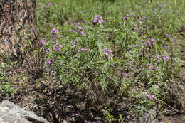 Image of Chiricahua Mountain mock vervain