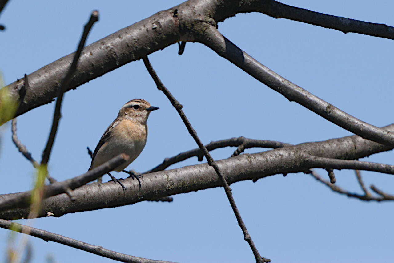 Image of Whinchat