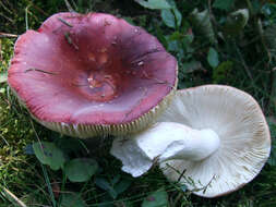 Image of Russula vinosa Lindblad 1901