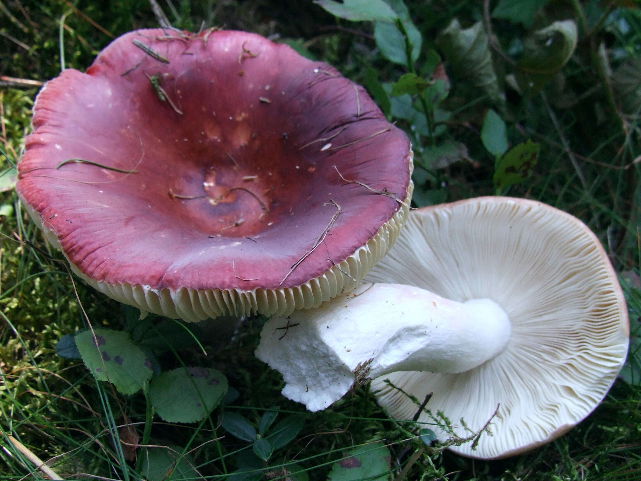 Image of Russula vinosa Lindblad 1901