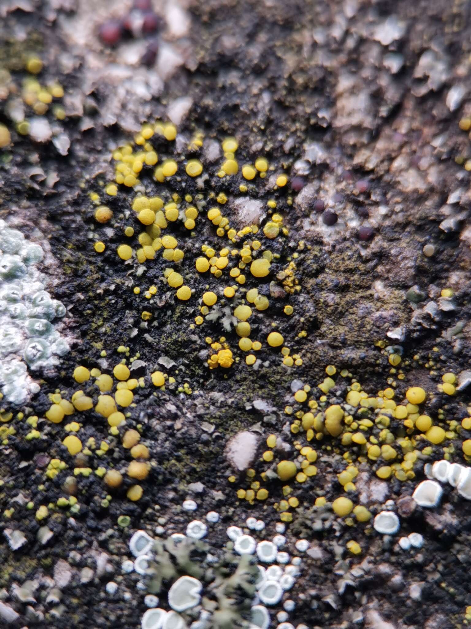 Image of Hidden goldspeck lichen