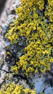 Image of lemon lichen