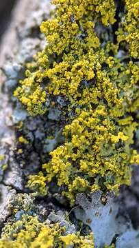 Image of lemon lichen