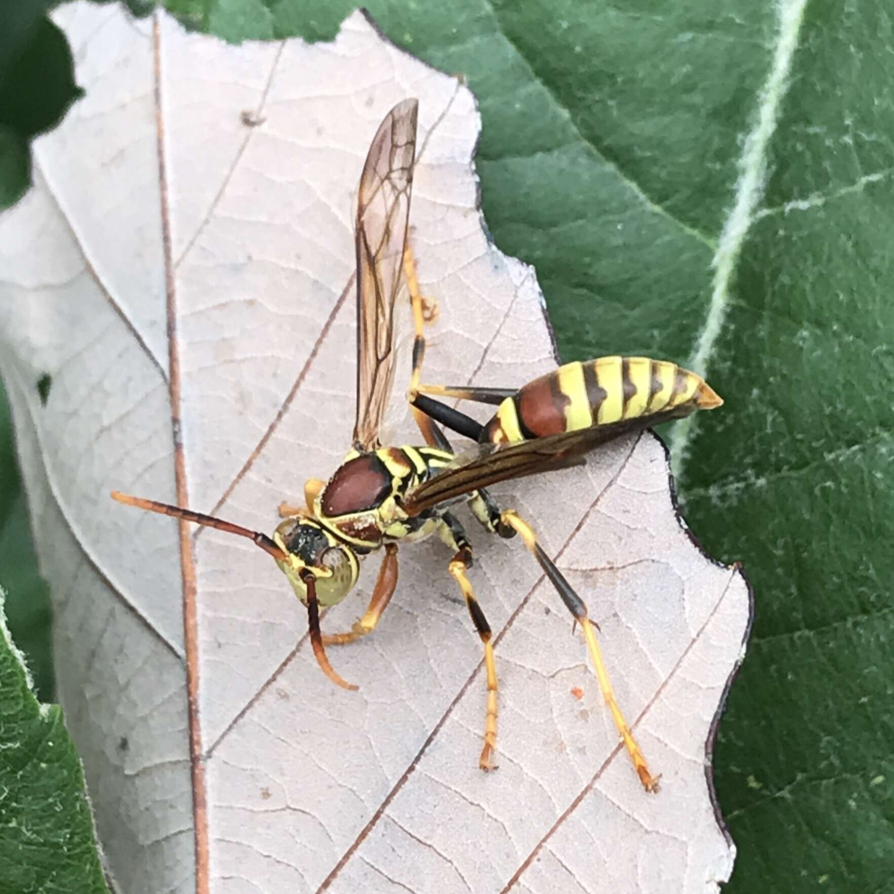 Plancia ëd Polistes exclamans Viereck 1906