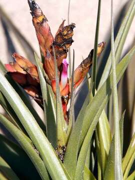 Image of Tillandsia latifolia Meyen