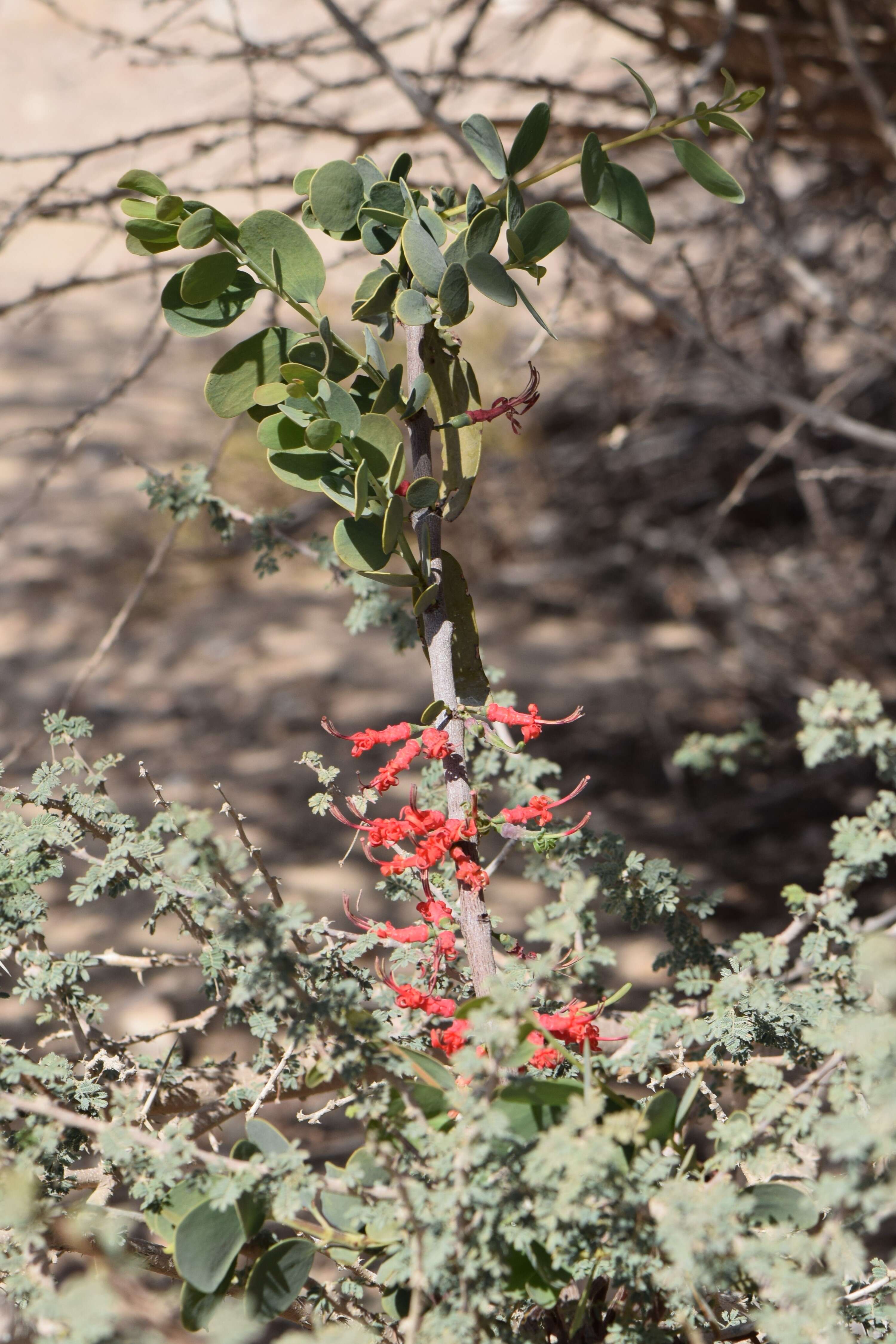 Plancia ëd Plicosepalus acaciae (Zucc.) D. Wiens & R. M. Polhill