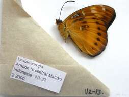 Image of Euthalia aeropa Linnaeus 1758