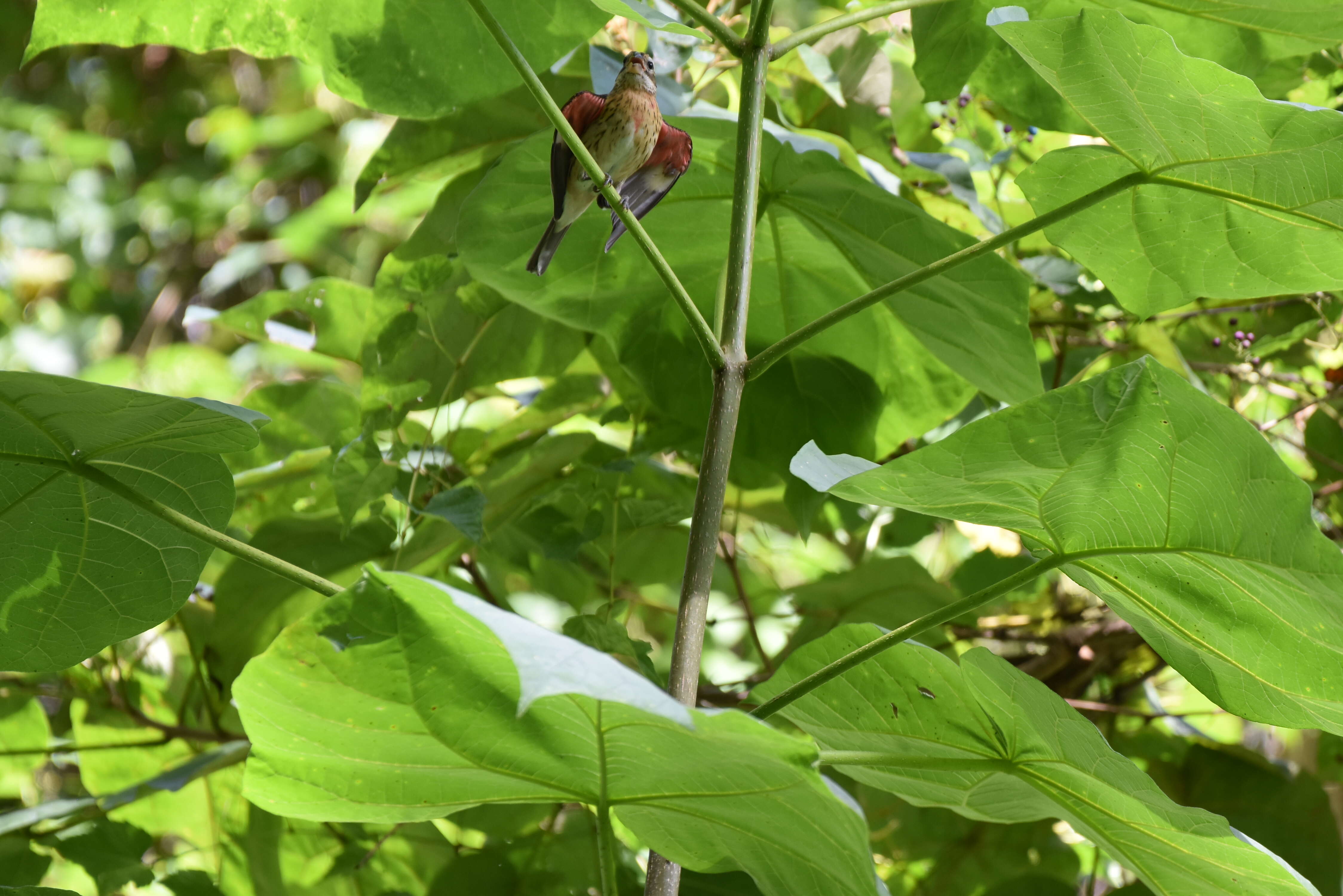 Image of Rose-breasted Grosbeak