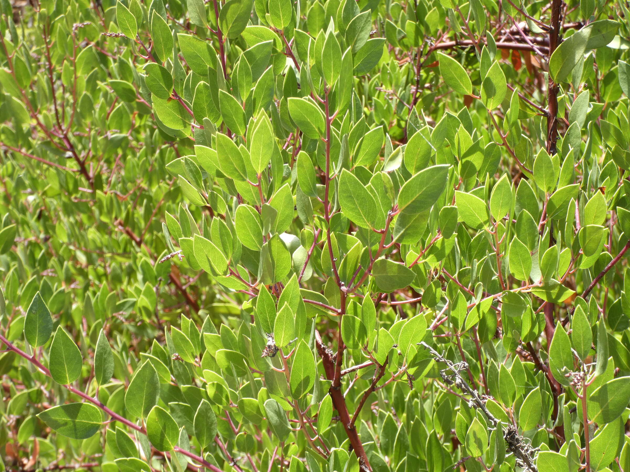 Image of shagbark manzanita