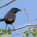 Image of Black Boubou