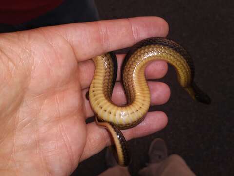 Image of Striped Crayfish Snake