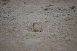 Image of Atlantic Ghost Crab