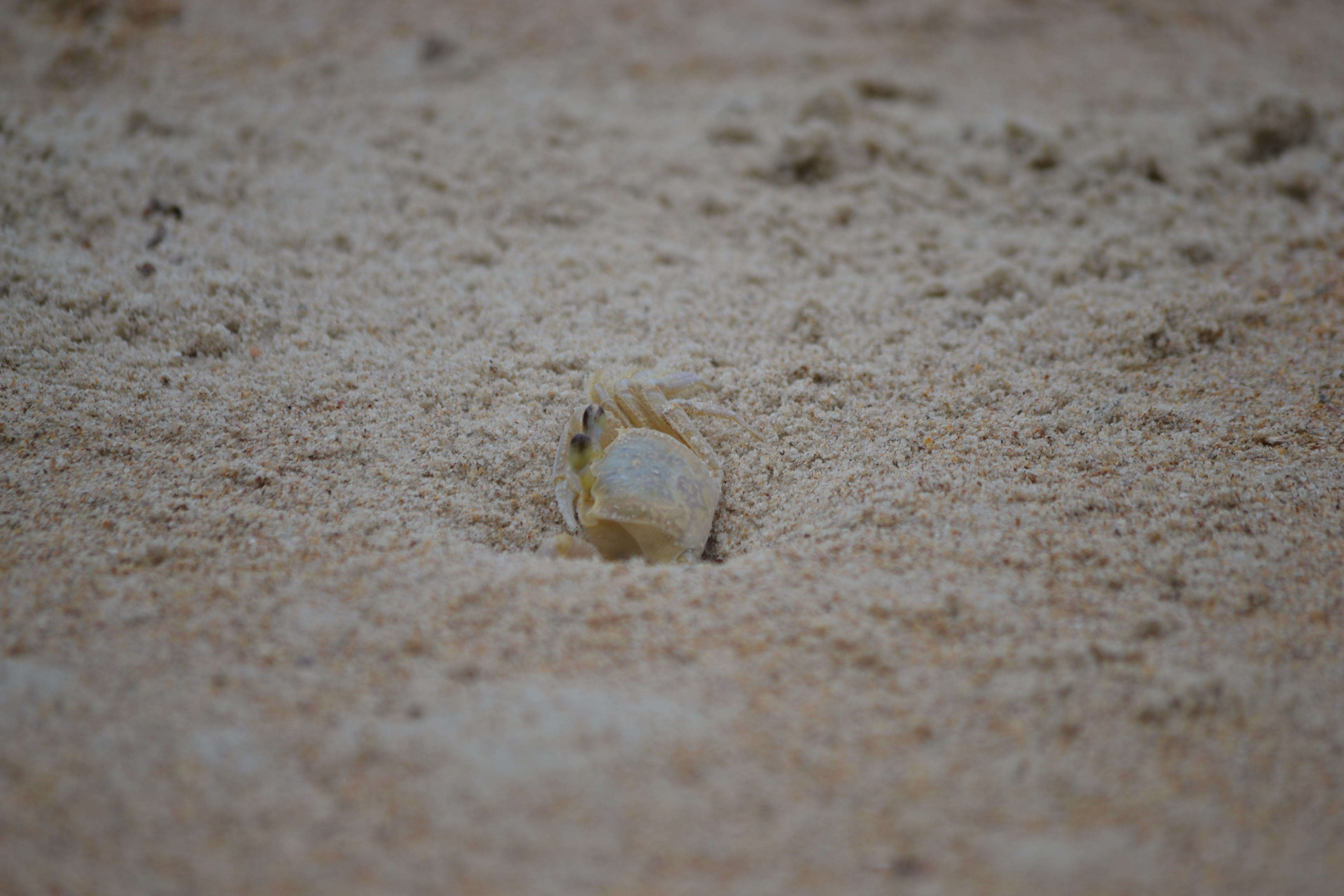 Image of Atlantic Ghost Crab