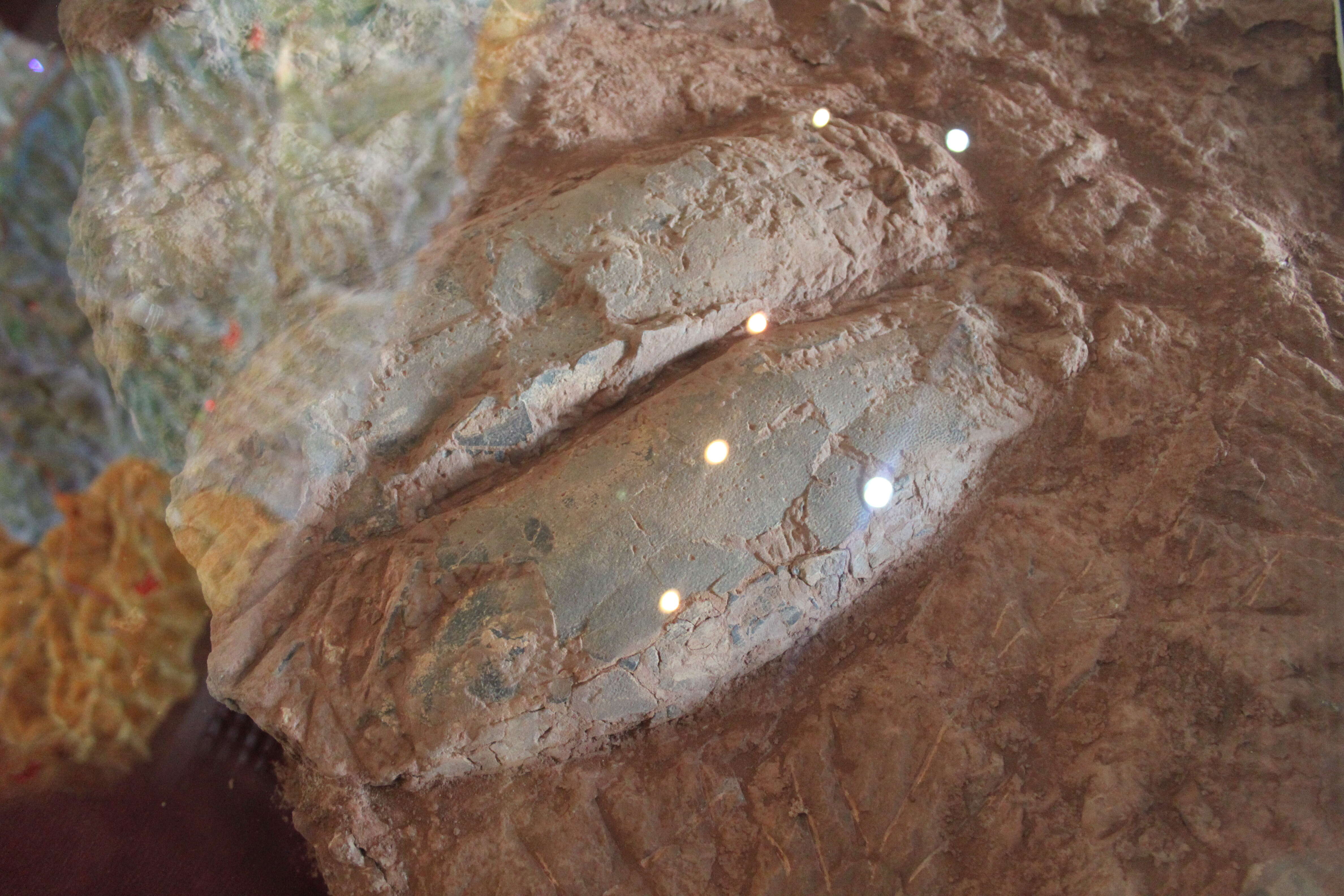 Image of Macroelongatoolithus