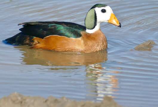Image of African Pygmy Goose