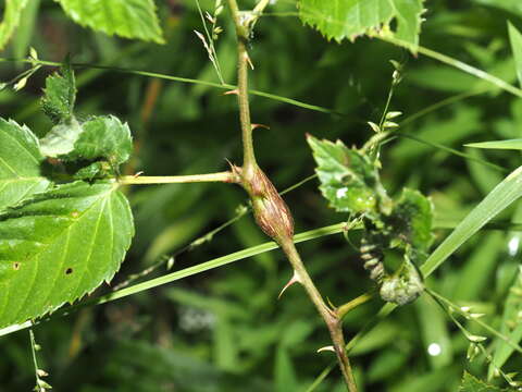 Image of Nodular Stem Gall Midge