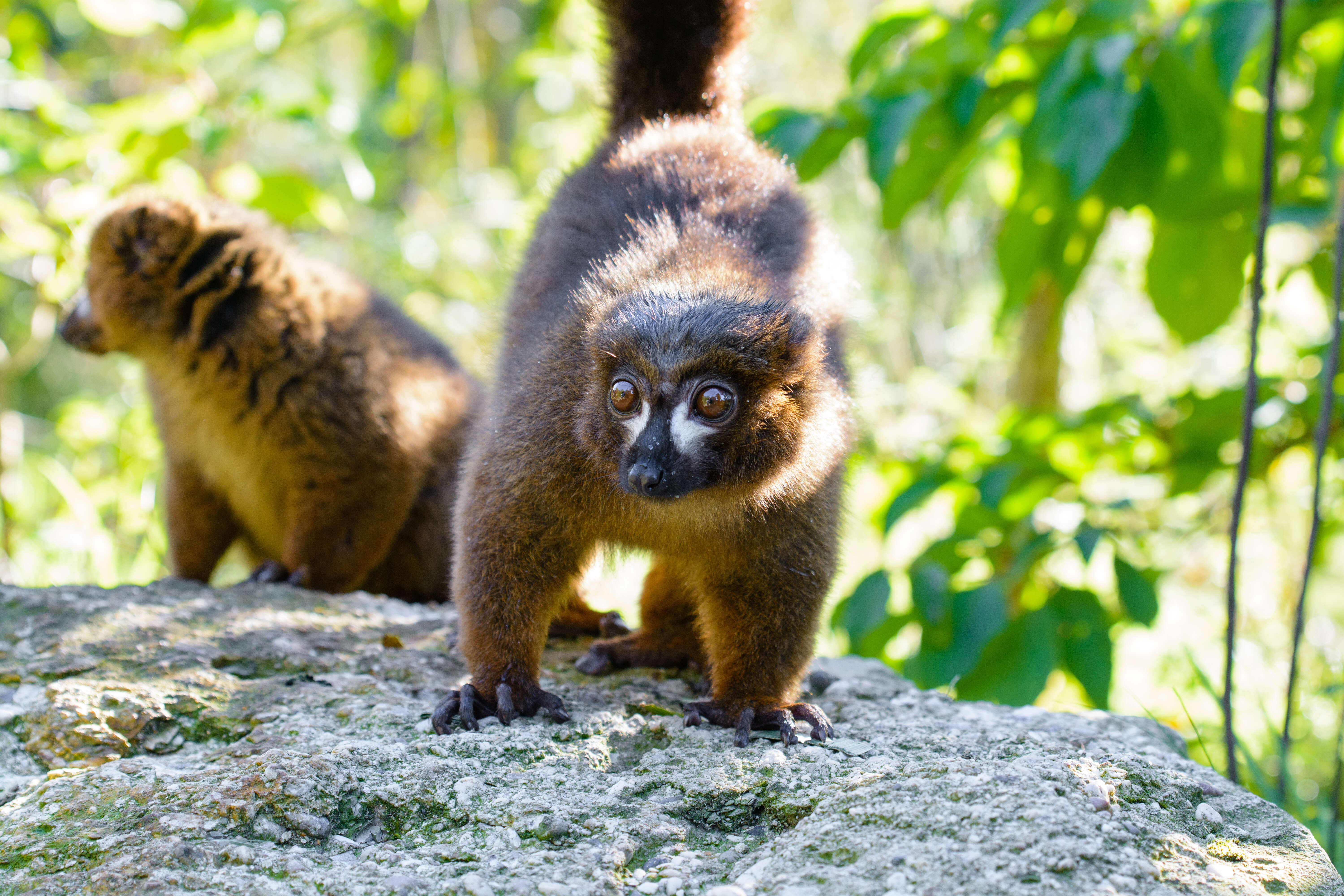 Image of Red-bellied Lemur