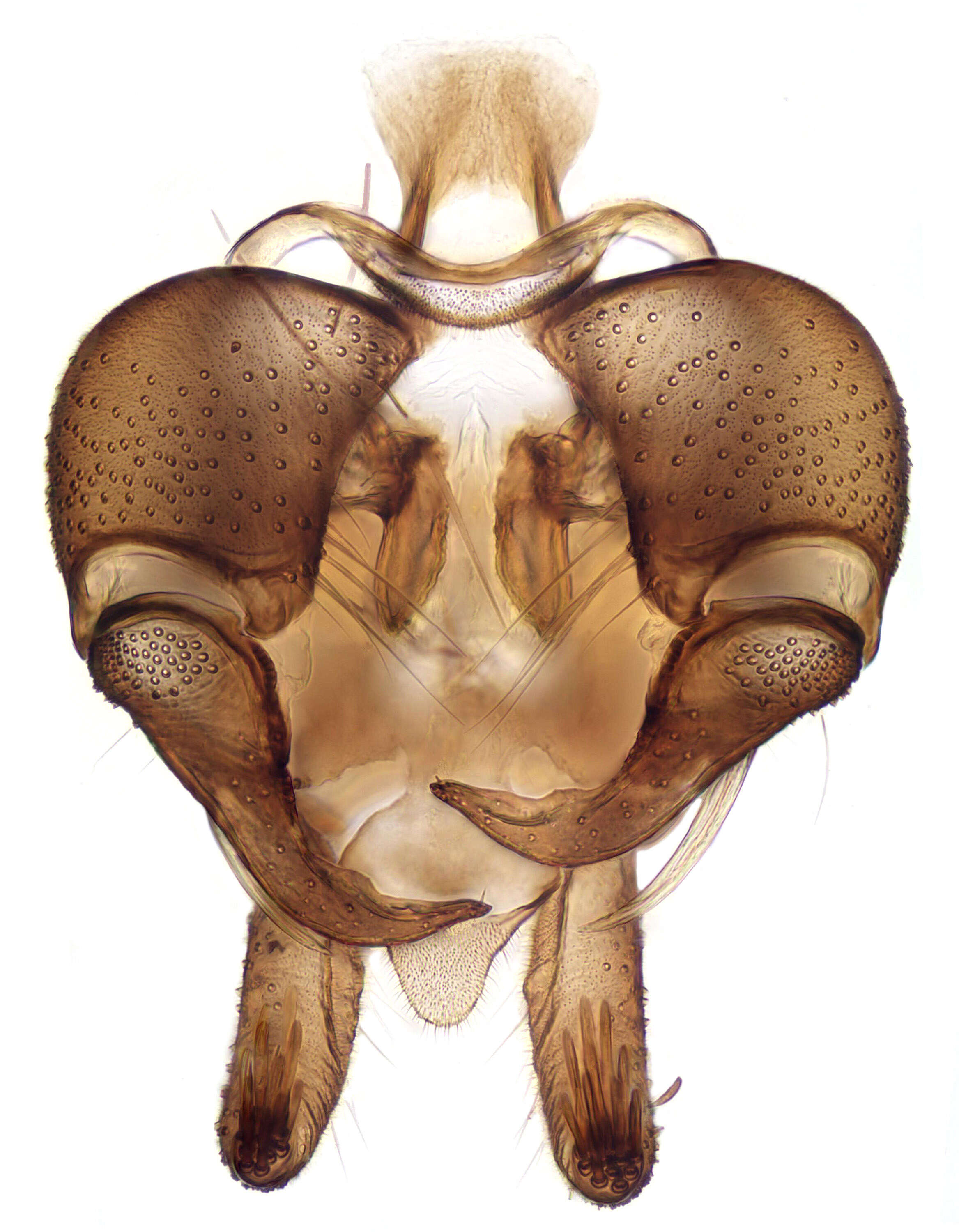 Image of moth flies and sand flies