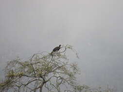 Image of White-winged Guan