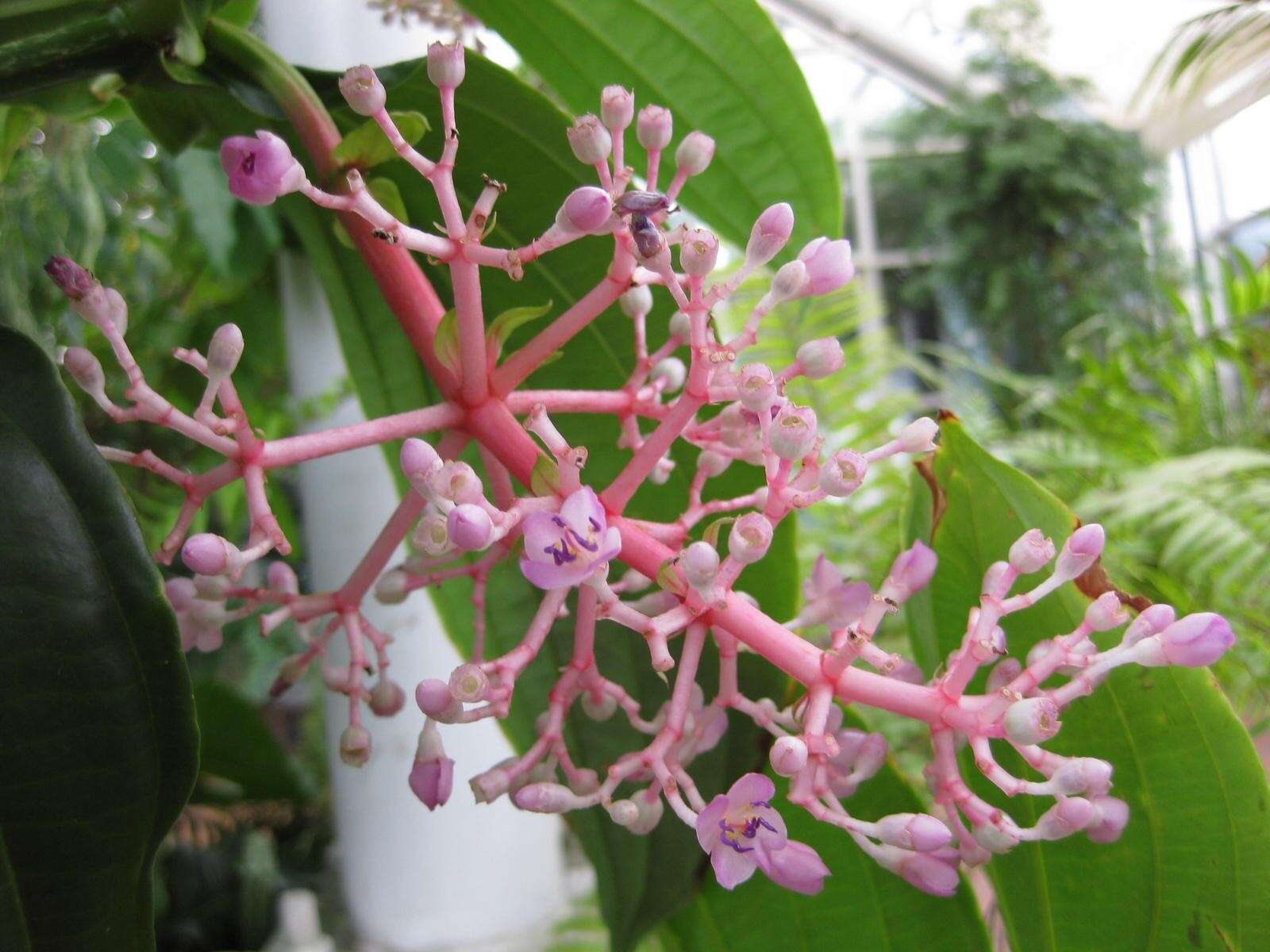 Image of medinilla