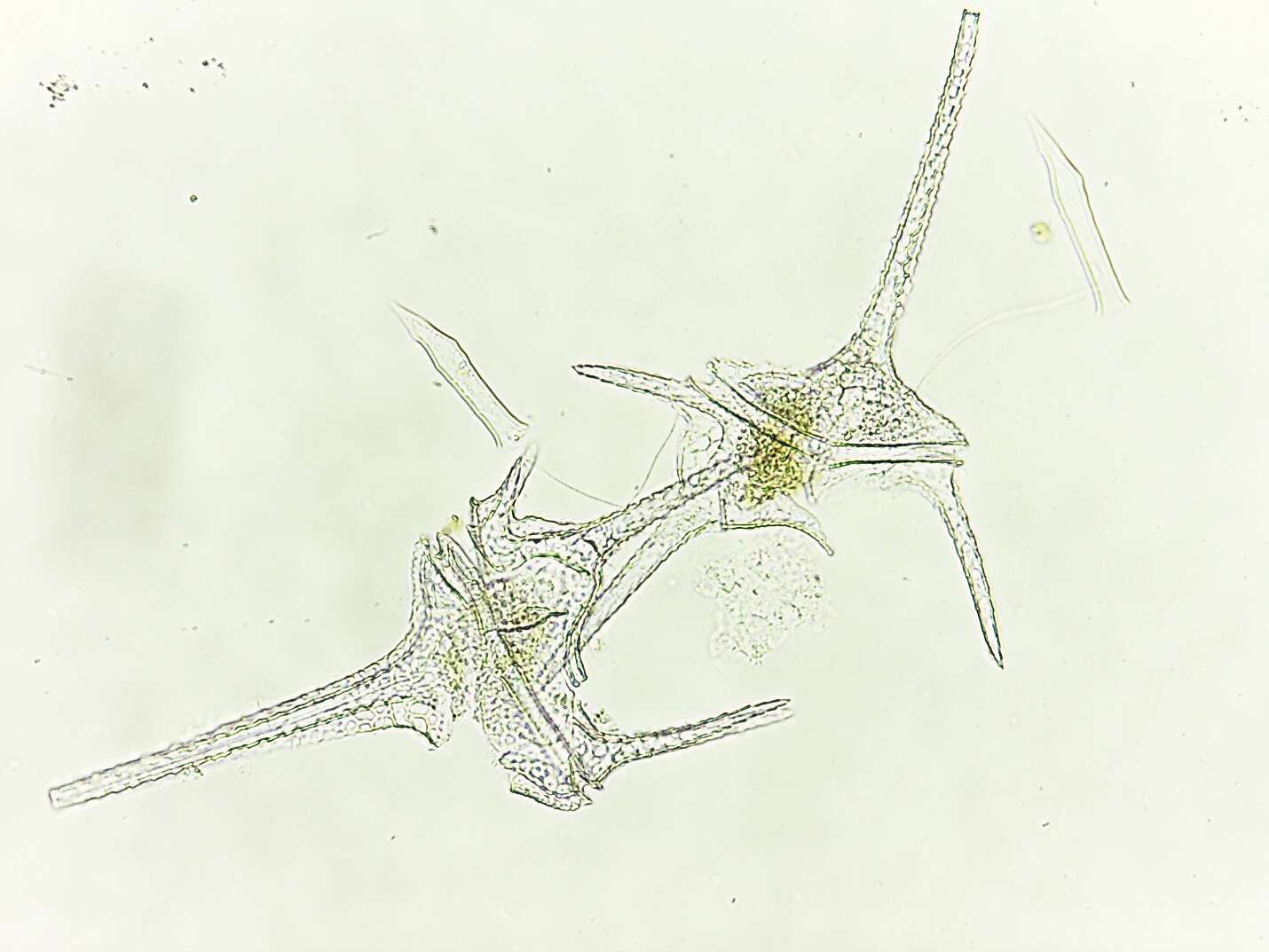 Image of Ceratium Schrank 1793