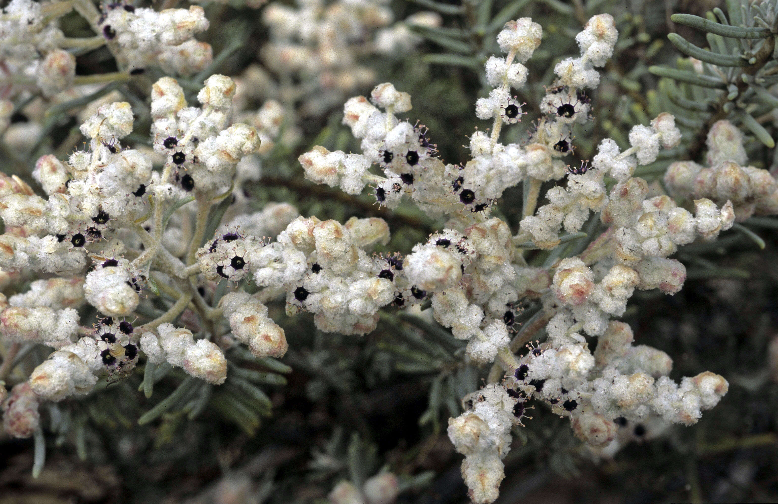 Image of Lachnostachys eriobotrya (F. Muell.) Druce