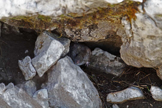 Image of European Snow Vole