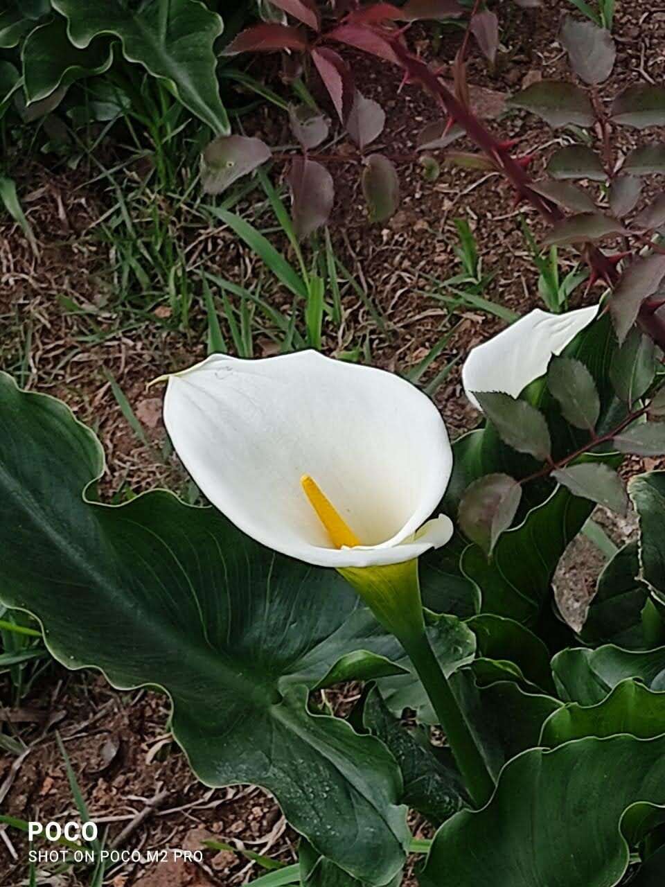 Image of calla lily