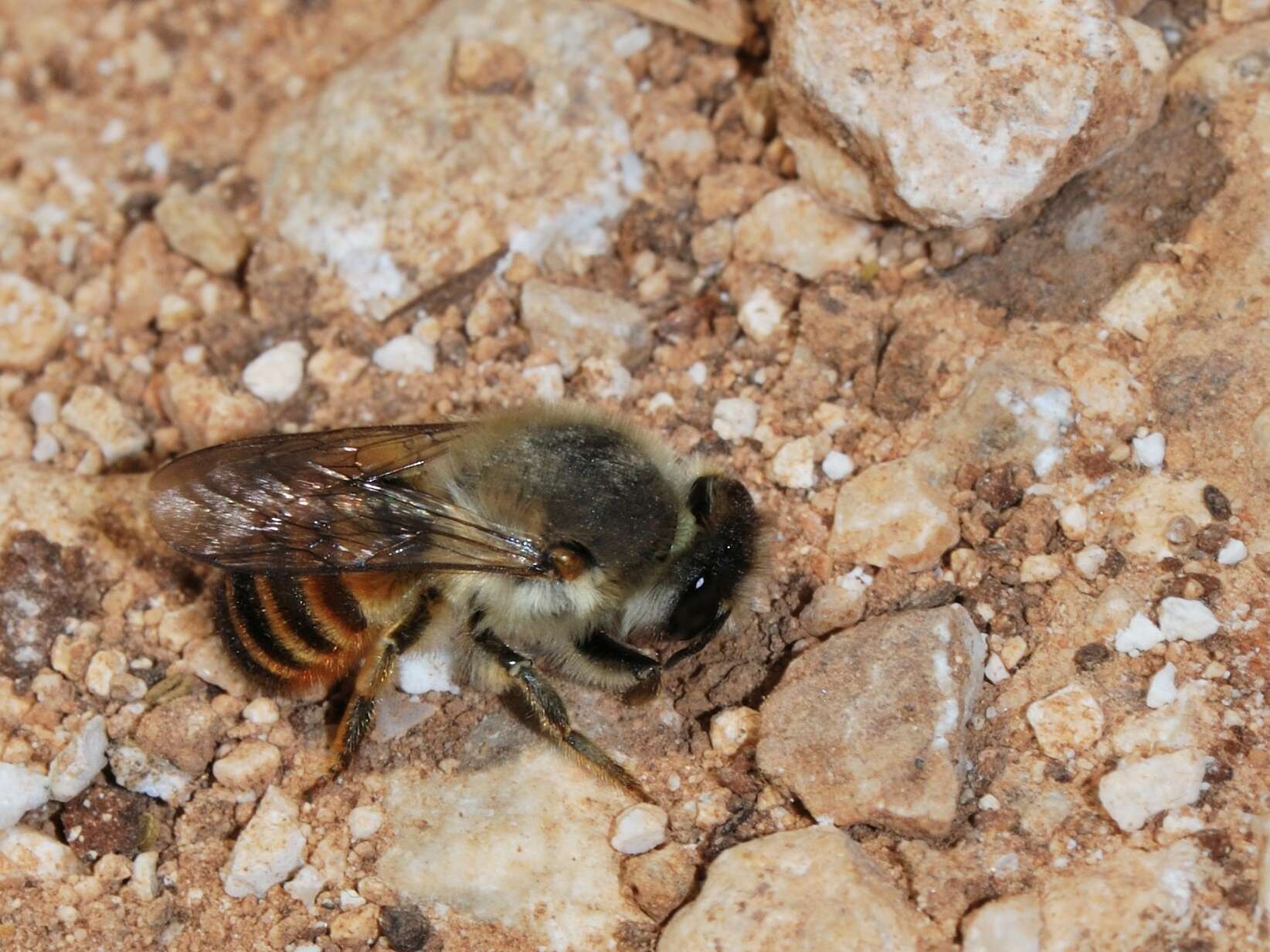 Image of Megachile montenegrensis Dours 1873