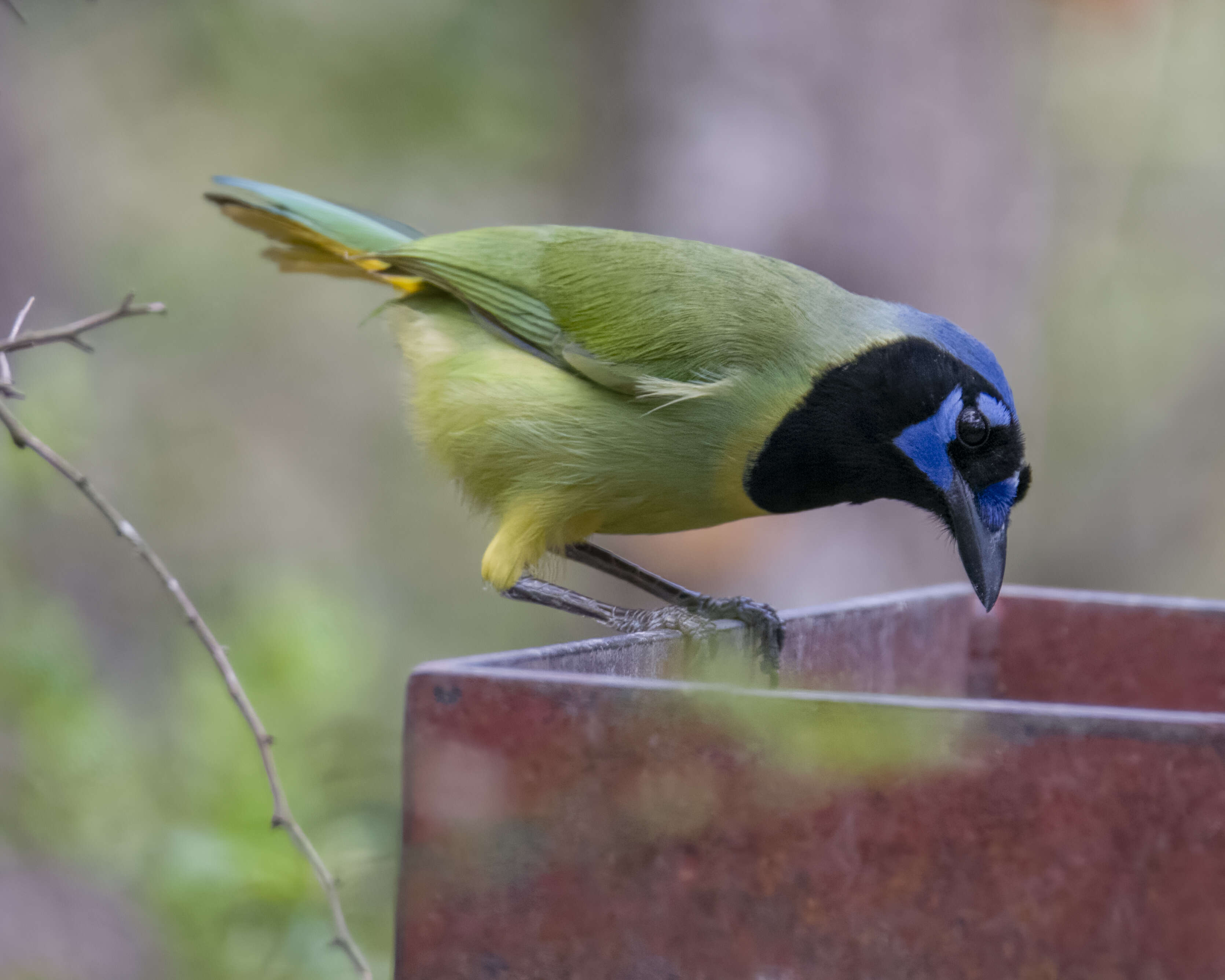 Image of Green Jay