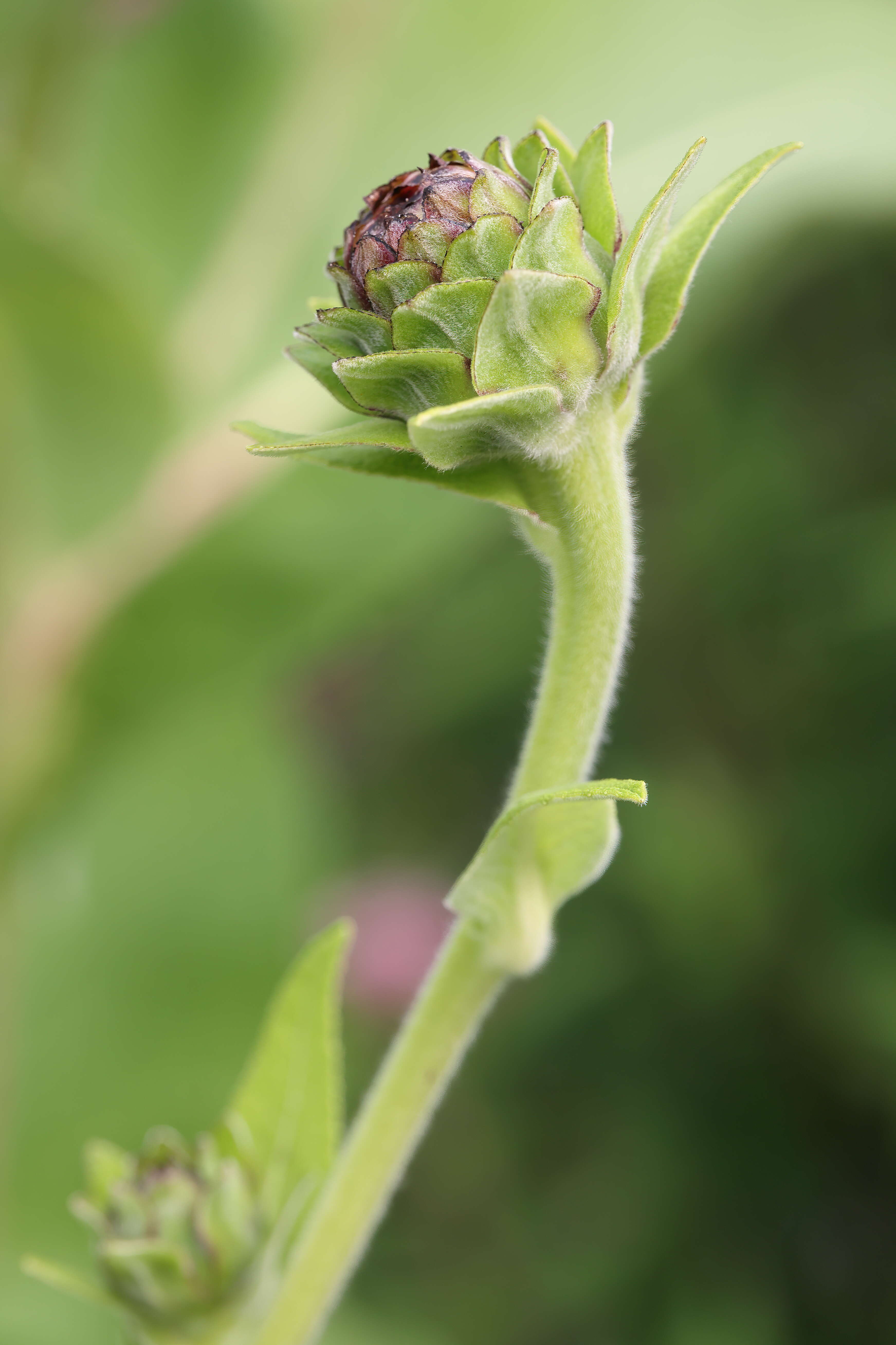 Inula helenium L. resmi