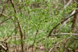 Image of Common Hawthorn