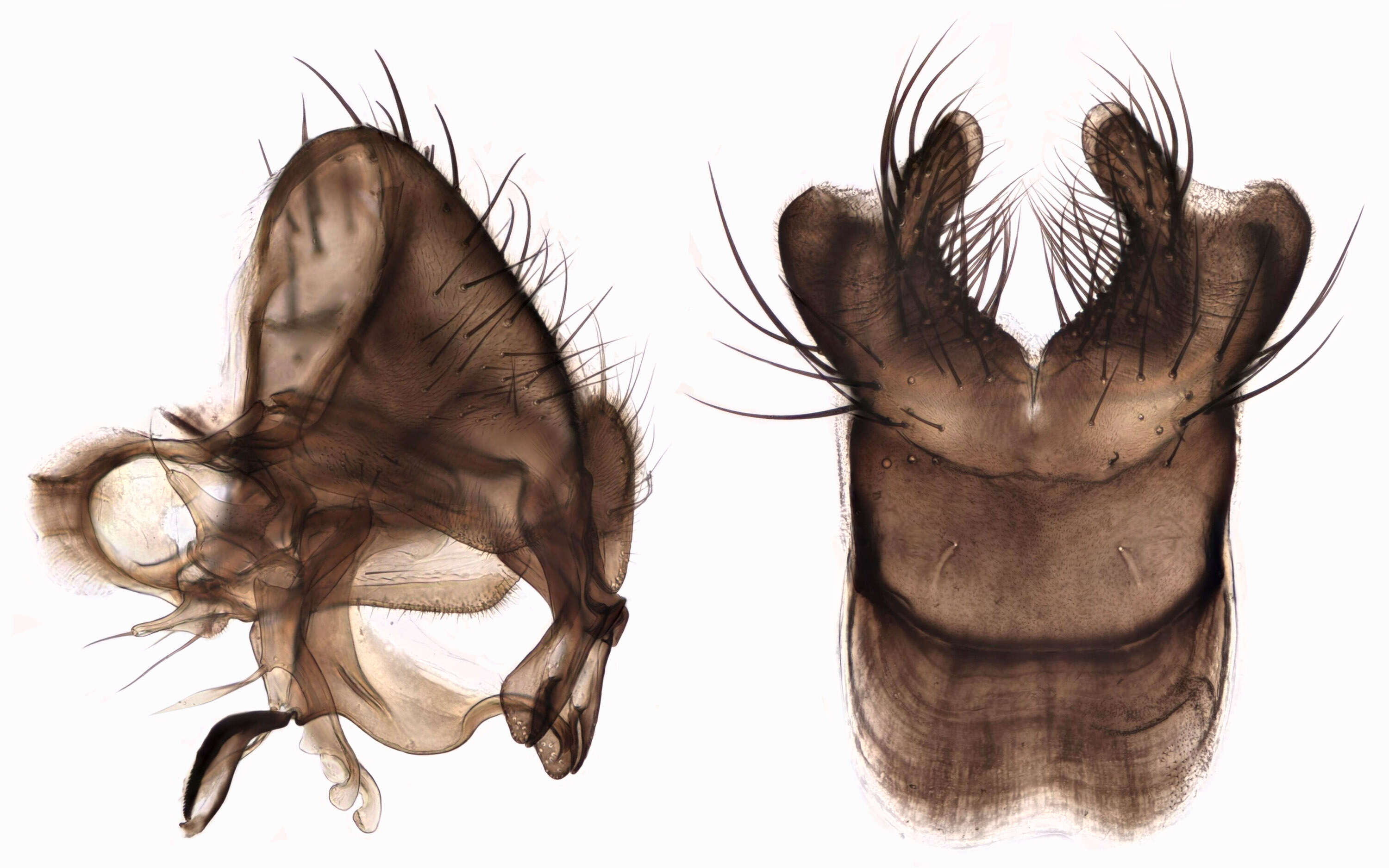 Image of root-maggot flies