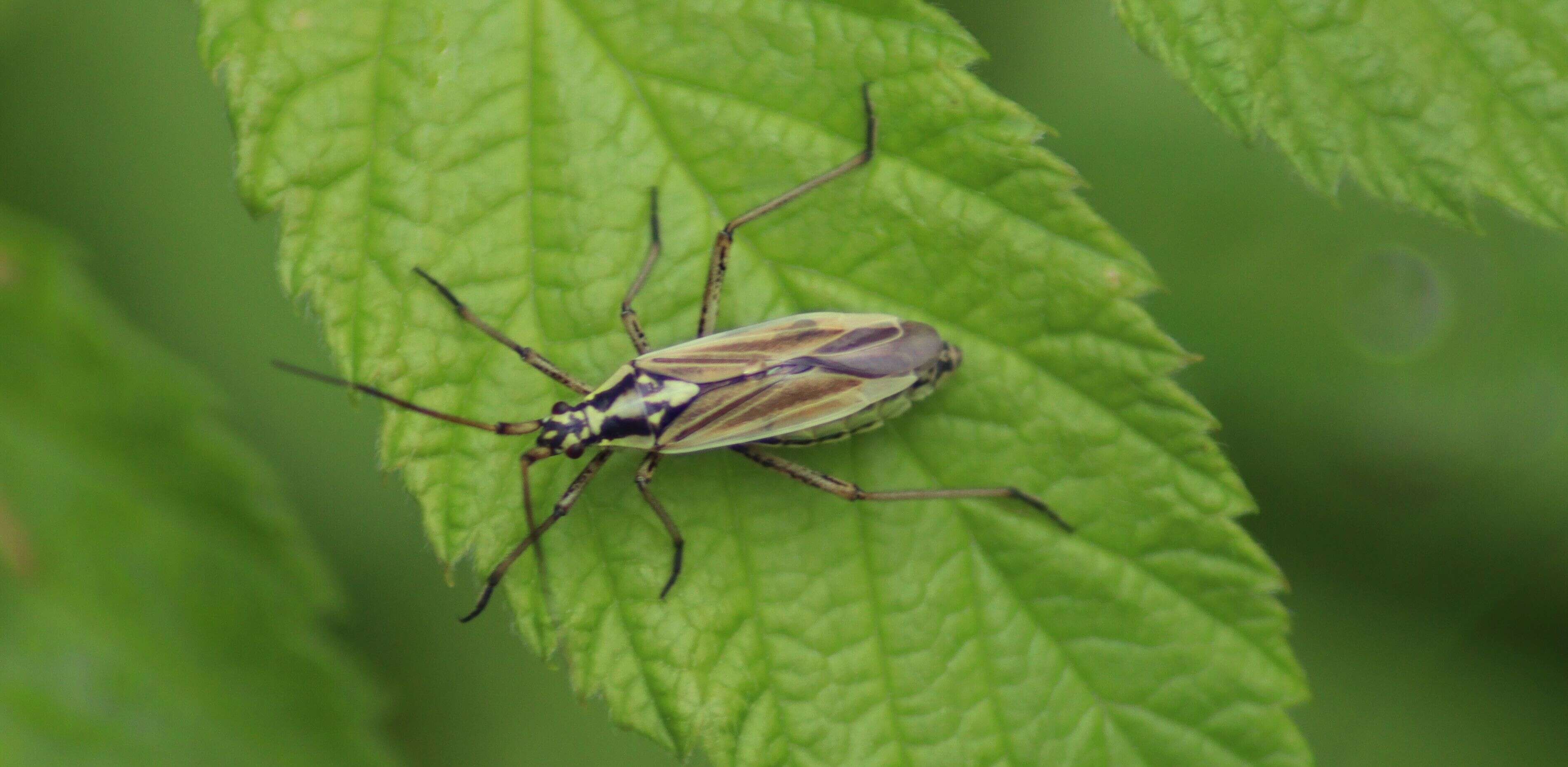 Image of Meadow Plant Bug