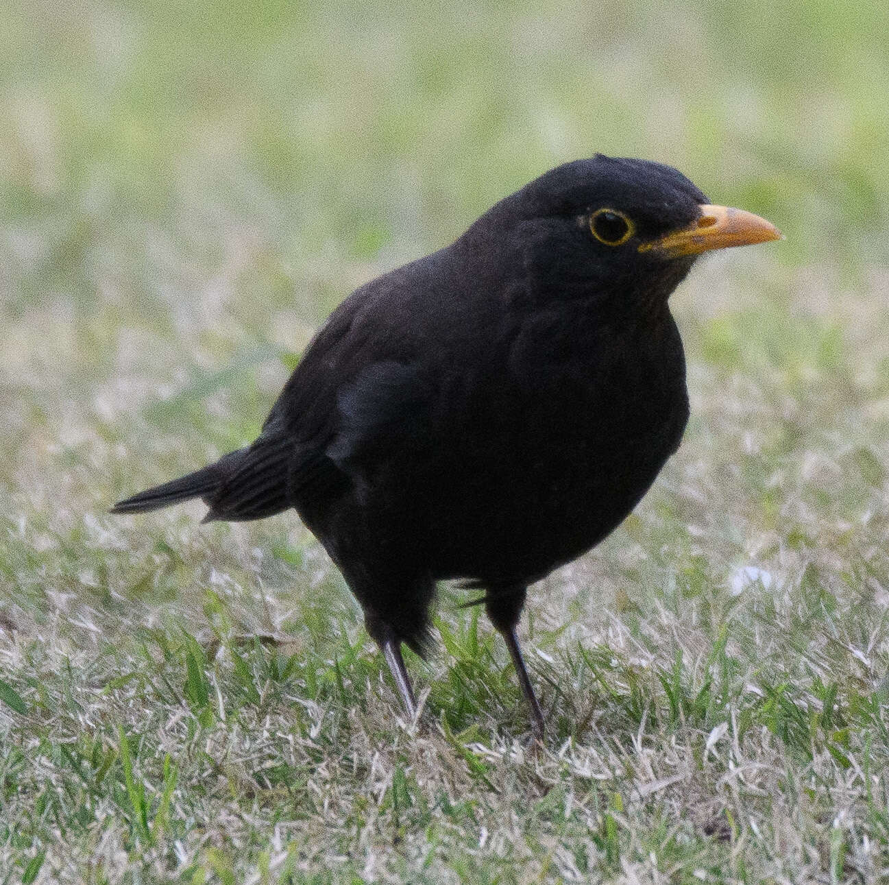 Image of Chinese Blackbird