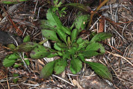 Image of downy goldenrod