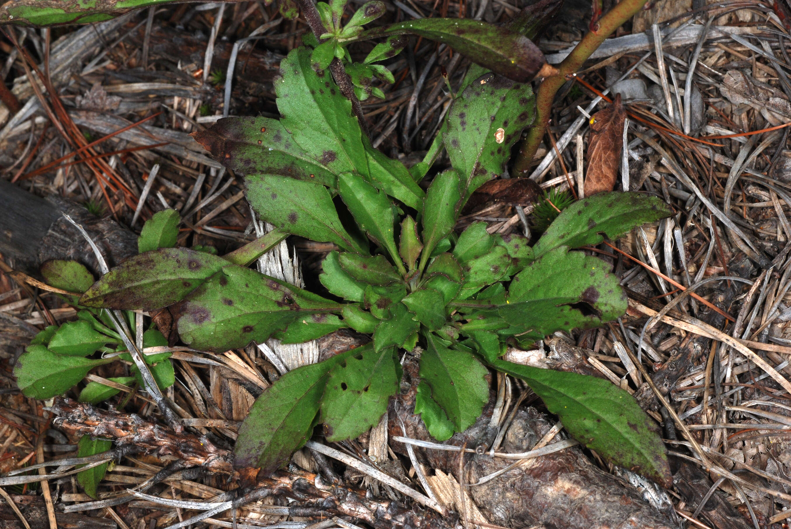 Image of downy goldenrod