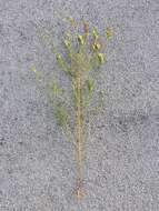 Image of late-flowering yellow rattle