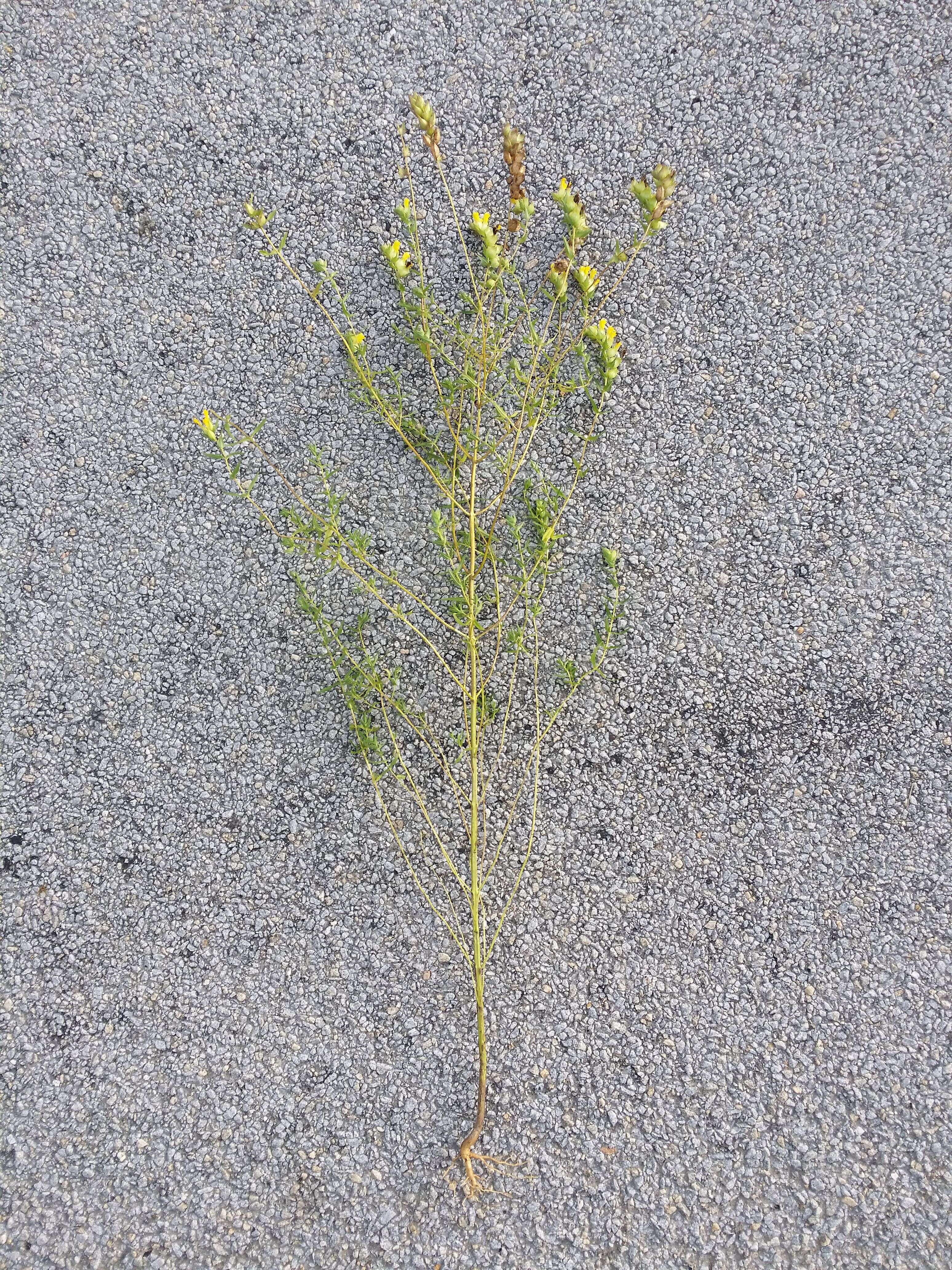 Image of late-flowering yellow rattle