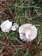 Image of Sweetbread mushroom