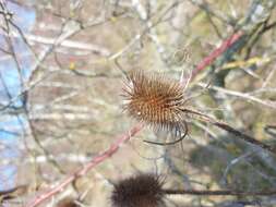 Image of Dipsacus fullonum